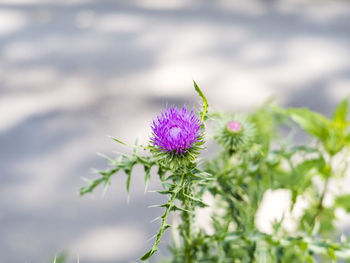 Close-up of purple flowering plant