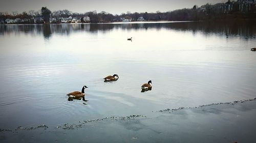Ducks swimming on lake