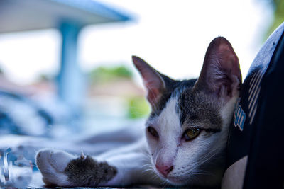 Close-up portrait of cat