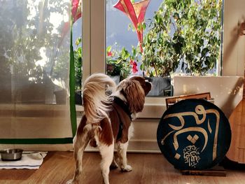 View of dog against window