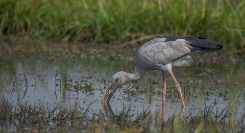 Wild bird open billed stork collecting food from water at his own habitat.