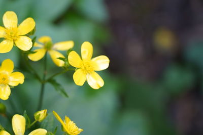 Close-up of yellow flowering plant