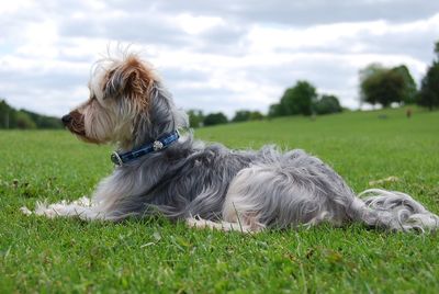 Dog relaxing on grassy field