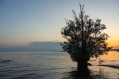 Tree by sea against clear sky during sunset