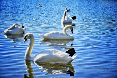 Swans swimming in lake