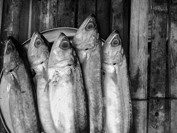 Close-up of fish for sale in market