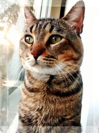 Close-up portrait of cat