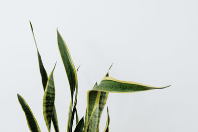 Close-up of plant against white background