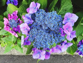 Close-up of purple hydrangea blooming outdoors