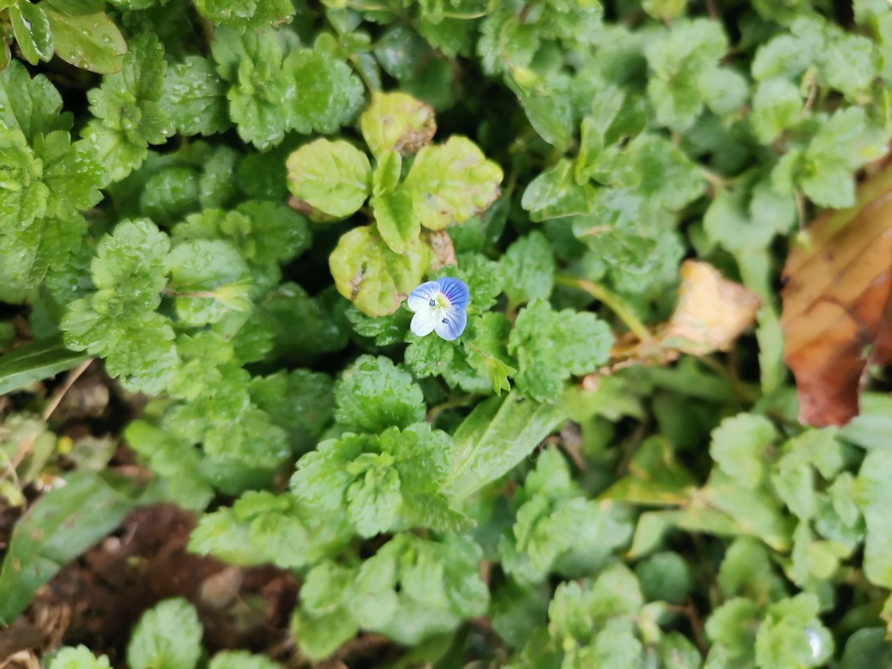 leaf, green, plant part, plant, growth, freshness, food and drink, nature, flower, herb, food, healthy eating, produce, vegetable, beauty in nature, day, no people, close-up, high angle view, agriculture, outdoors, wellbeing, garden, full frame, leaf vegetable, land, field, flowering plant