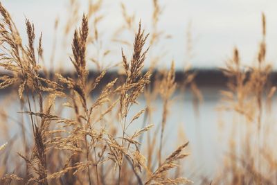 Close-up of wheat field