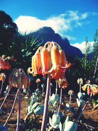 Close-up of cactus flower against sky