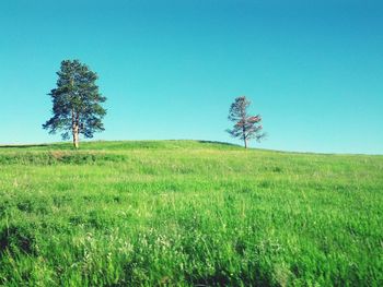 Scenic view of grassy field against blue sky