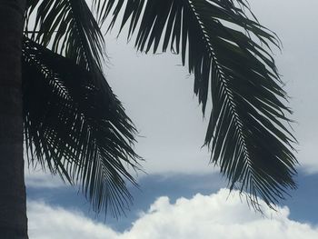 Low angle view of palm tree against cloudy sky