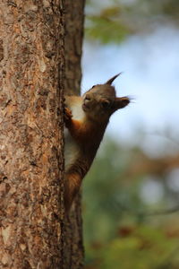 Close-up of squirrel on tree trunk