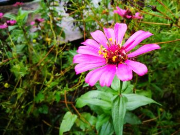 High angle view of insect on pink flower blooming outdoors