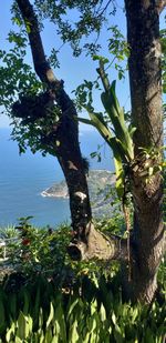 Tree by plants against sky