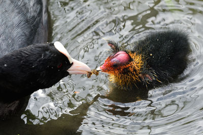 Close up of a coot feeding a baby coot in the water 