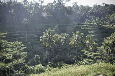 Plants growing on field by trees in forest