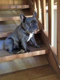 Portrait of dog sitting on floor at home