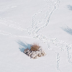 High angle view of tree during winter