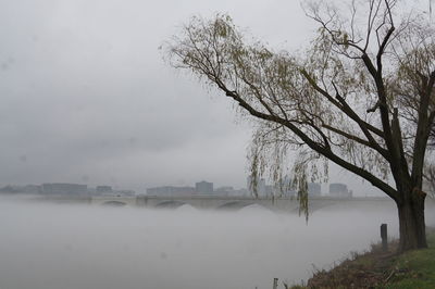 Tree by fog covered river against sky