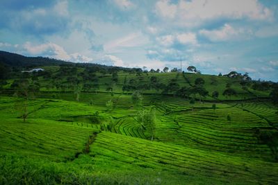 Scenic view of agricultural field against sky