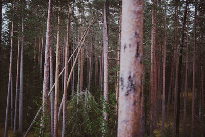 Pine trees in forest