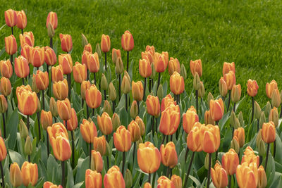 Close up tulips in green nature
