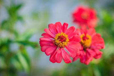 Close-up of pink flower