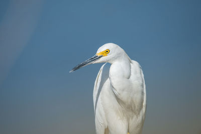 Close-up of egret