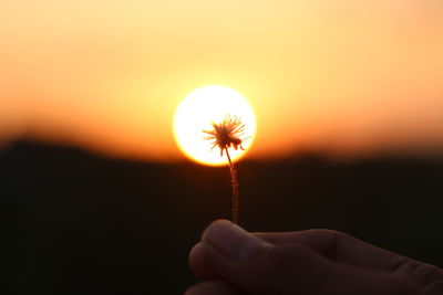 Cropped hand holding dandelion against sun during sunset