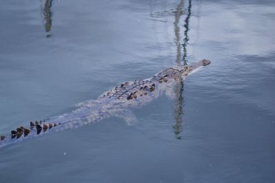 High angle view of a swimming in sea