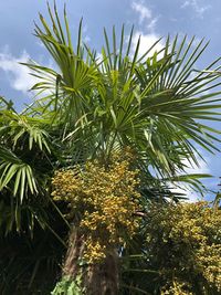 Low angle view of palm tree against sky