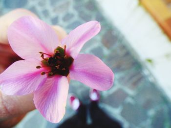 Close-up of pink flower