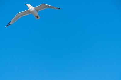 Low angle view of seagulls flying against clear blue sky