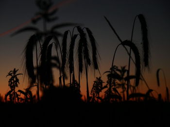 Close-up of silhouette plants against sky at sunset