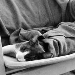 Close-up of cat lying on sofa