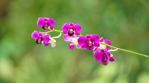 Close-up of pink flowering plant