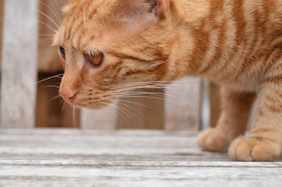 Close-up of ginger cat