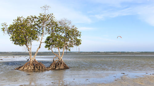 View of lone tree on calm beach