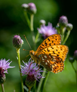 Close-up of butterfly pollinating on purple flower