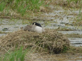 High angle view of bird on lakeshore