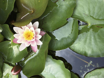 Close-up of water lily