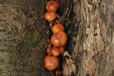 Close-up of mushrooms growing on tree trunk