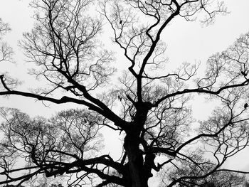 Low angle view of silhouette bare tree against sky