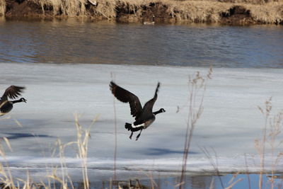 Bird flying over lake during winter