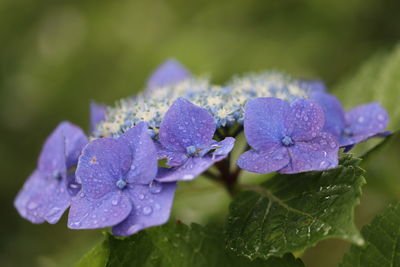 Close-up of wet purple hydrangea