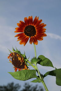 Close-up of butterfly on sunflower against sky