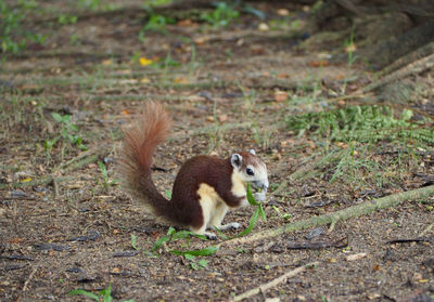 Squirrel on field